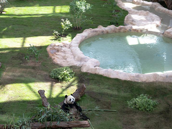 The Panda park 