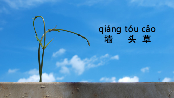 Chinese idiom - 墙头草(qiángtóucǎo)