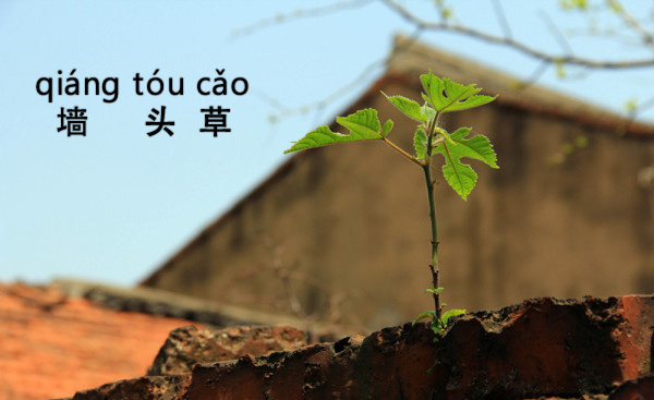 Popular Chinese phrase - 墙头草(qiángtóucǎo)